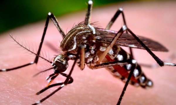 Phát hiện về muỗi vằn mang virus Zika lưu hành ở Việt Nam